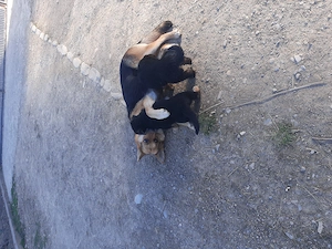 Două femele ciobănesc german  - imagine 4