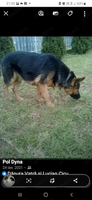 Două femele ciobănesc german  - imagine 2