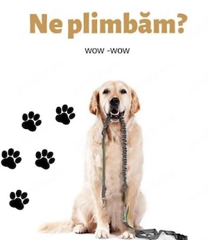 Plimb câini talie mică medie Arad! - imagine 2