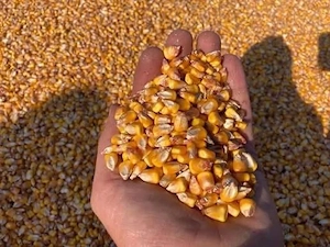 Vând Porumb boabe