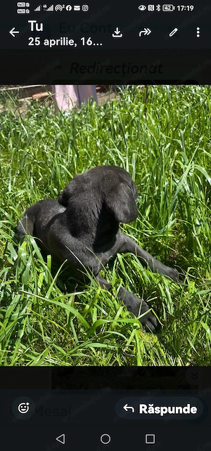 Căței dog german - imagine 5