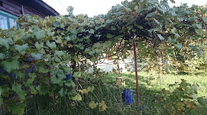 Casuta batraneasca in Paniceni