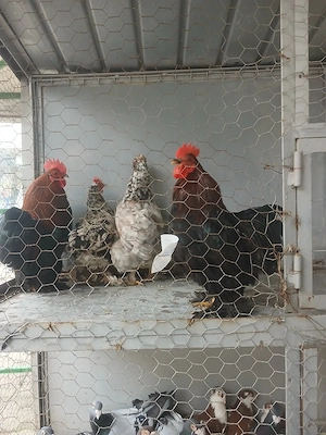 Gainusi de vanzare  - imagine 2