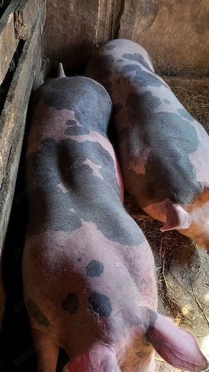 De vânzare 2 scrofite pietrain belgian pur 