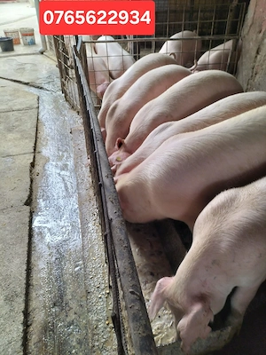 Porci de carne 70-200KG