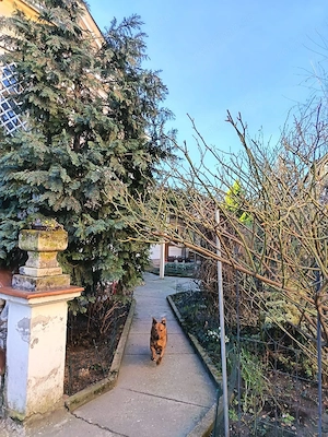 Casă individuală, clădire istorică  BĂLCESCU  - imagine 4