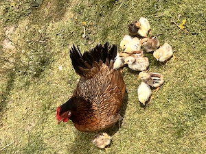 Vand closca pitica cu 12 pui