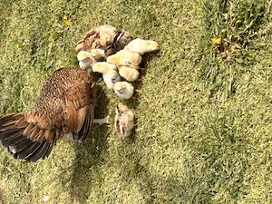 Vand closca pitica cu 12 pui - imagine 3