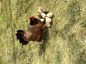 Vand closca pitica cu 12 pui - imagine 4