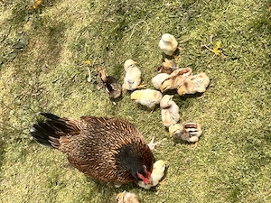 Vand closca pitica cu 12 pui - imagine 2