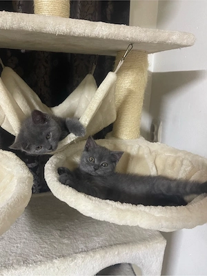 Pisici rasa British Shorthair Blue