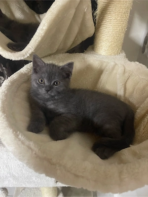 Pisici rasă British Shorthair Blue