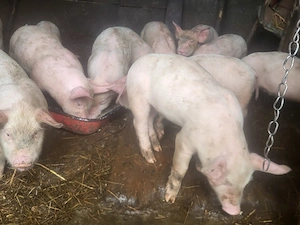 Vând purcei de 6 săptămâni, rasa landras  - imagine 2