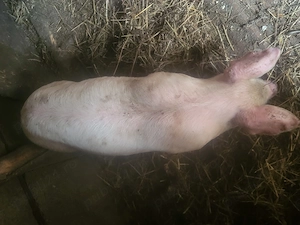 Vând purcei de 6 săptămâni, rasa landras  - imagine 3