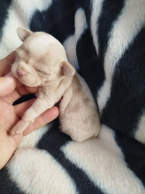 Vand baietel Chihuahua merle! 