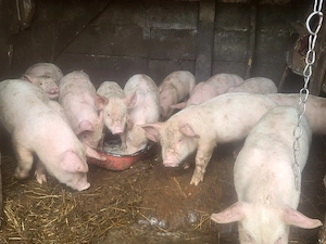 Vând purcei de 6 săptămâni, rasa landras  - imagine 4