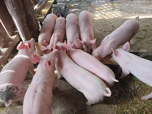 Vand purcei  - imagine 2