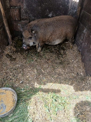 de vânzare 3 bucăți vietnamezi 