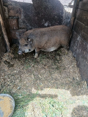 de vânzare 3 bucăți vietnamezi  - imagine 2