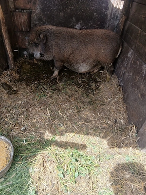 de vânzare 3 bucăți vietnamezi  - imagine 4