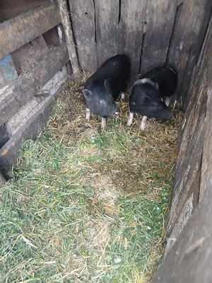 de vânzare 3 bucăți vietnamezi  - imagine 3