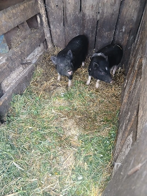 de vânzare 3 bucăți vietnamezi  - imagine 5