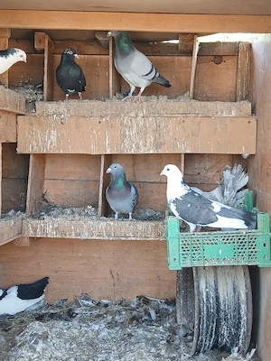 Porumbei galateni si voiajori