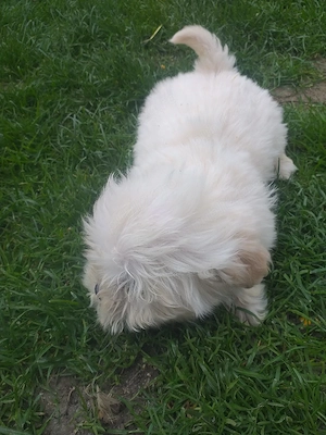 Bichon maltez