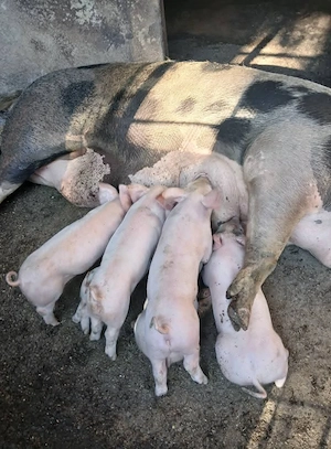 Purcei landrace 8 săptămâni 20-25 kg - imagine 4