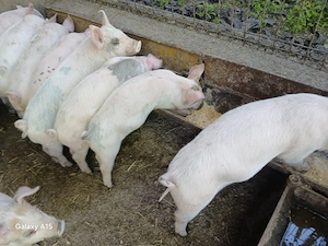 Purcei landrace 8 săptămâni 20-25 kg - imagine 3