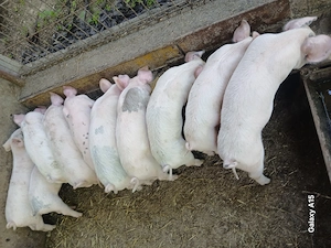 Purcei landrace 8 săptămâni 20-25 kg