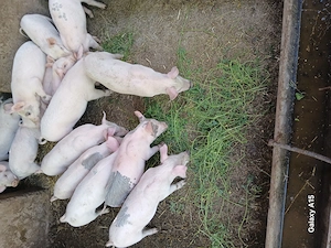 Purcei landrace 8 săptămâni 20-25 kg - imagine 2