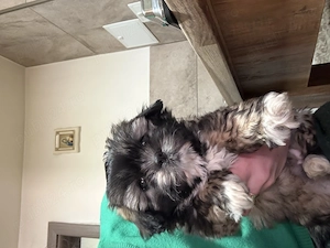 Shitzu de vânzare!(fetita) - imagine 2