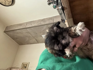 Shitzu de vânzare!(fetita) - imagine 3