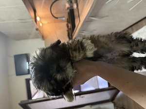 Shitzu de vânzare!(fetita) - imagine 4