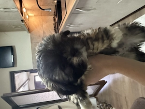 Shitzu de vânzare!(fetita) - imagine 5