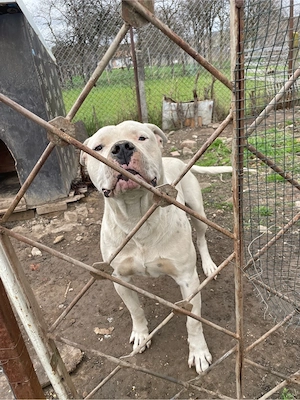 mascul dog argentinian - imagine 3