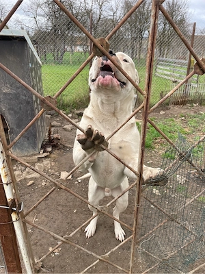 mascul dog argentinian - imagine 2
