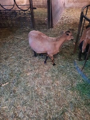 Oi Camerun - imagine 3