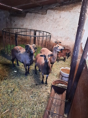 Oi Camerun - imagine 2