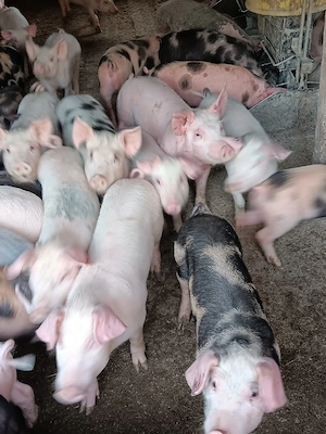 Purcei De Vânzare 15-30 kg  - imagine 4