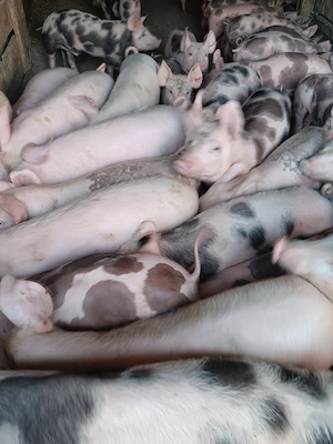 Purcei De Vânzare 15-30 kg 