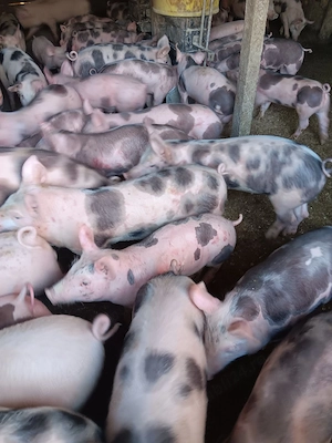 Purcei De Vânzare 15-30 kg  - imagine 3