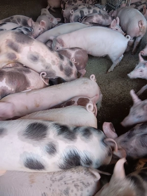 Purcei De Vânzare 15-30 kg  - imagine 2