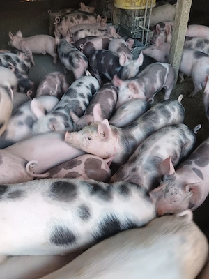 Purcei De Vânzare 15-30 kg  - imagine 5