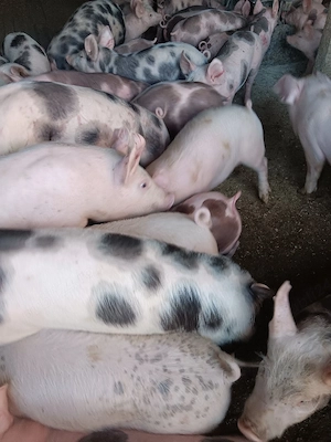 Purcei De Vânzare 15-30 kg  - imagine 4