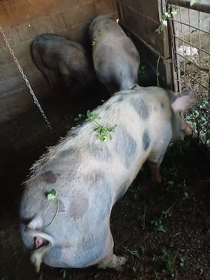 Porci de carne de 80kg la130 