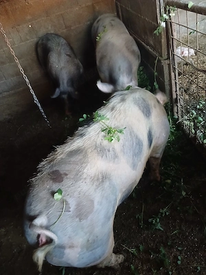 Porci de carne de 80kg la130  - imagine 2