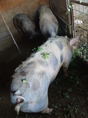 Porci de carne de 80kg la130  - imagine 3