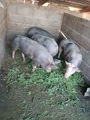 Șoldani de carne 100kg+- - imagine 2